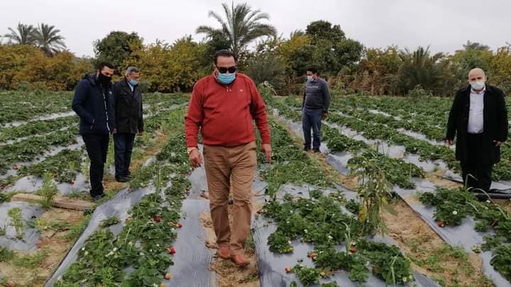 الفراولة