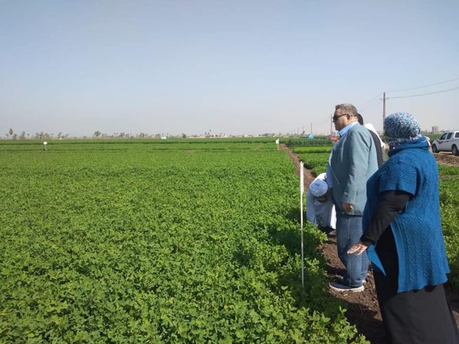 القمح والفول البلدي