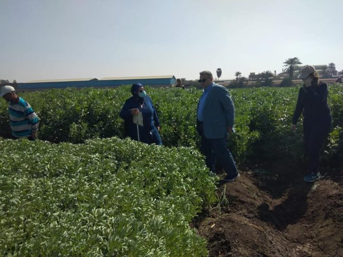 القمح والفول البلدي