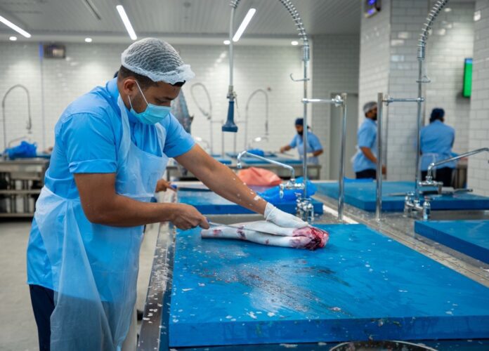 Mina Zayed Fish market 1