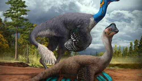 78 222709 first dinosaur offspring fossilized egg
