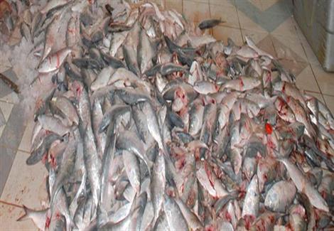 ضبط 14 طن من سمك الماكاريل غير صالح للاستخدام الأدمي