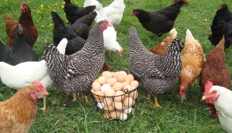 أسعار الدواجن والبيض اليوم