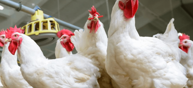 أسعار بورصة الدواجن