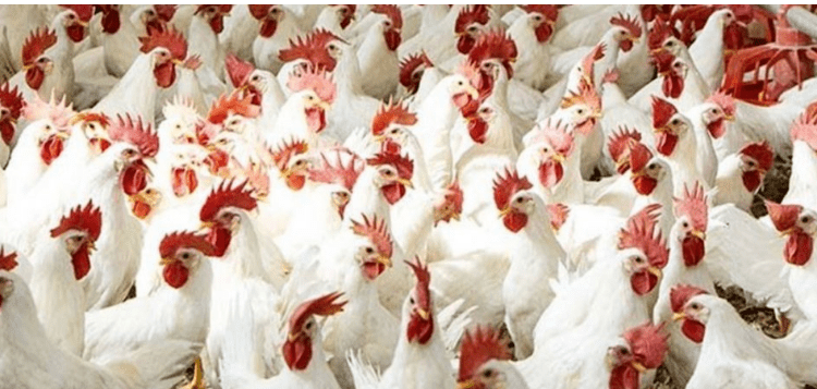 أسعار بورصة الدواجن