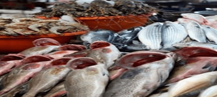 أسعار الأسماك
