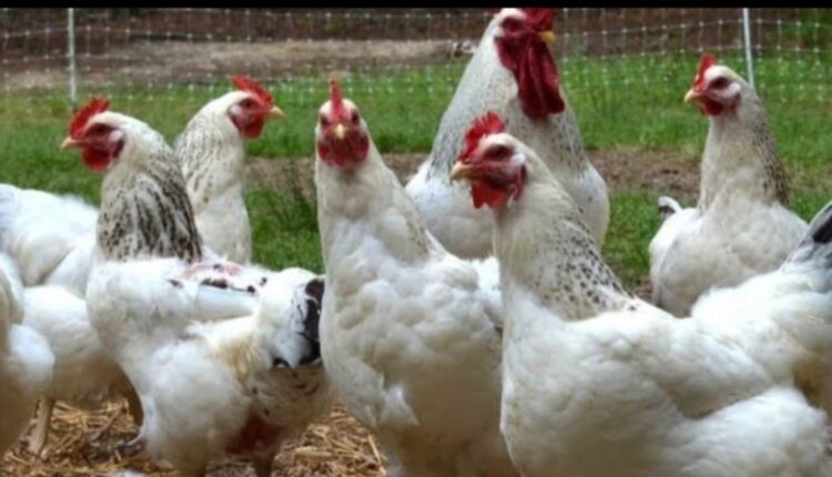 أسعار الدواجن