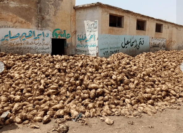 توريد محصول البنجر