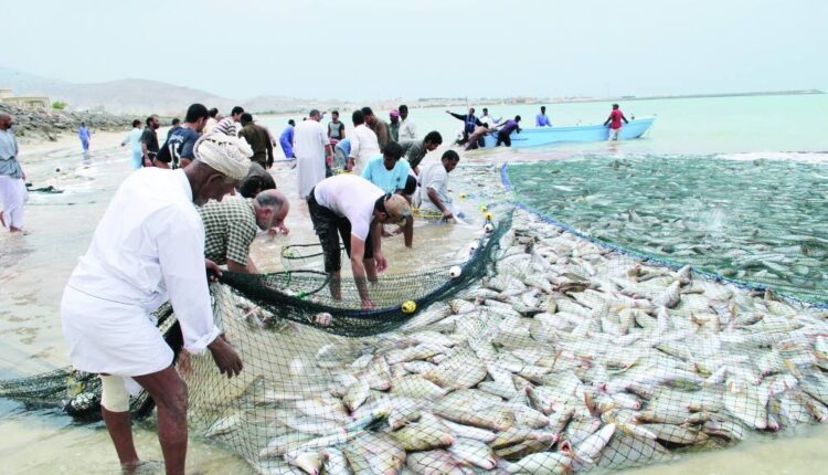 قطاع الأسماك بسلطنة عُمان