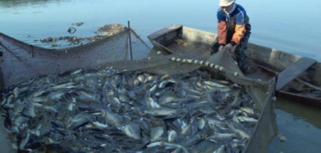 صيد السمك فى النيل