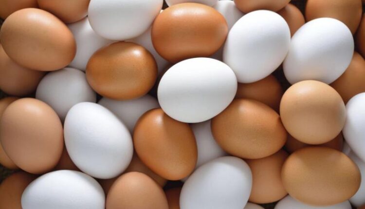 أسعار البيض