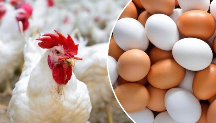 أسعار الفراخ