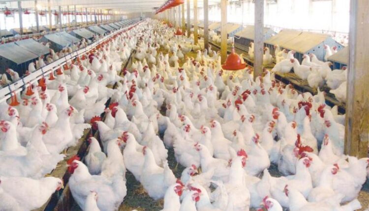 الفراخ البيضاء