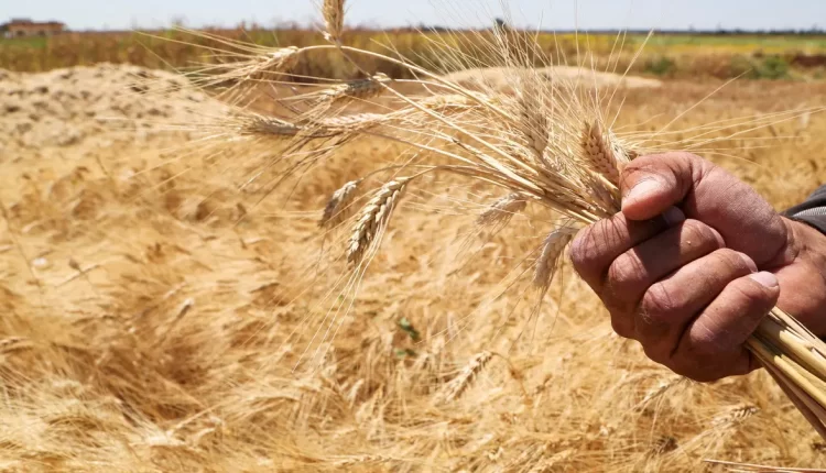 أسعار القمح