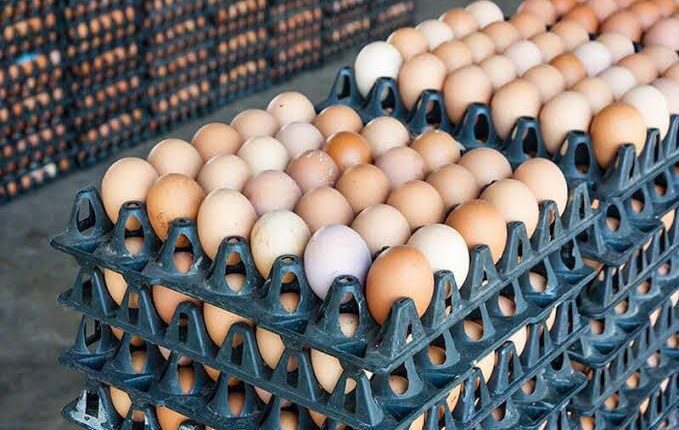 أسعار البيض اليوم