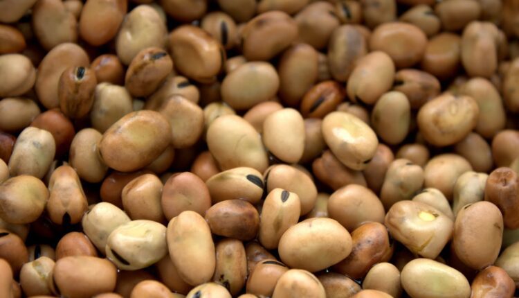 الفول البلدي