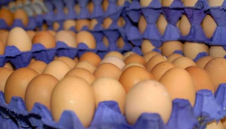 أسعار البيض