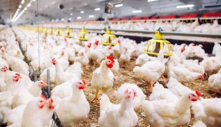 الفراخ البيضاء