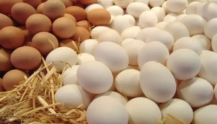 أسعار البيض