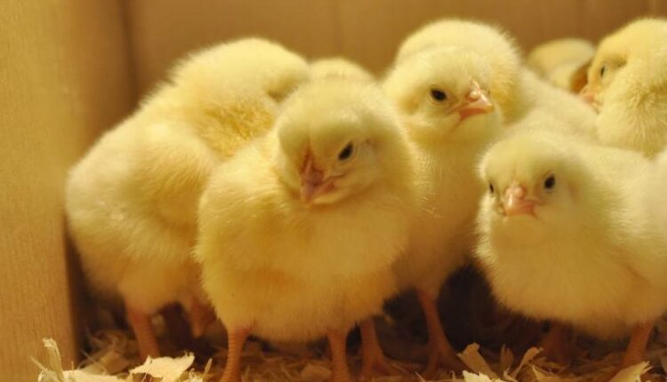 أسعار الكتاكيت