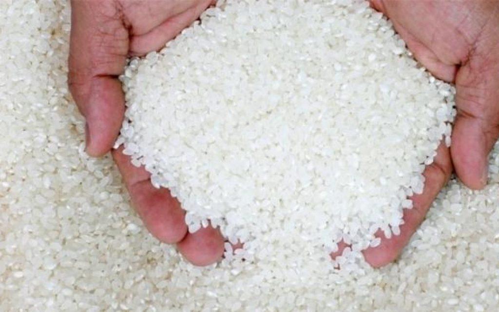 الأرز 1024x640 1 1