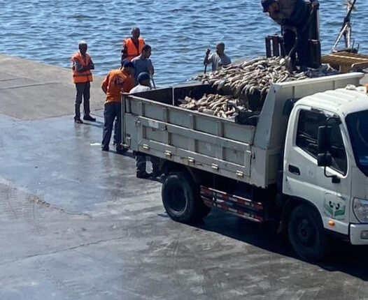 « تزن 5 كيلو للسمكة الواحدة » .. نفوق أطنان من أسماك البوري والبلطي بالإسكندرية