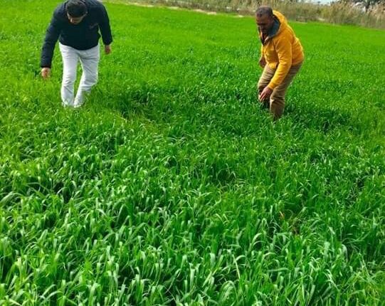 محافظ كفرالشيخ: