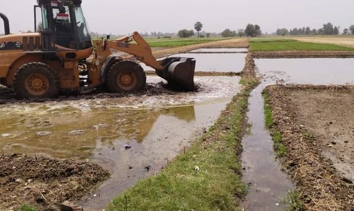 إزالة مشاتل الأرز المخالفة