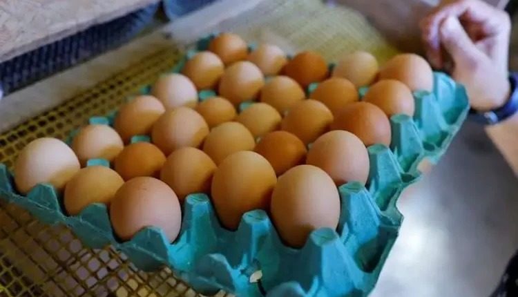 أسعار كرتونة البيض