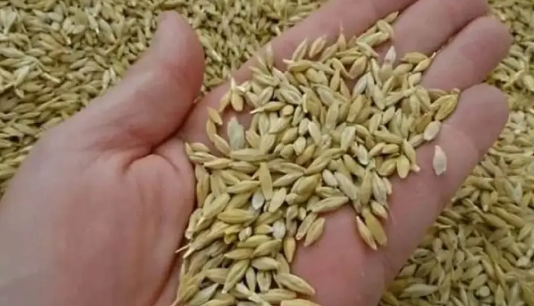 سعر الأرز الشعير