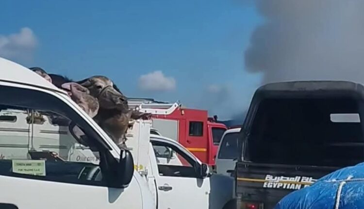 انقلاب وحريق سيارة في الطريق الاقليمي بين الباجور وبنها