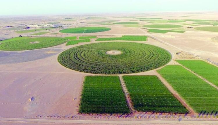 القطاع الزراعي