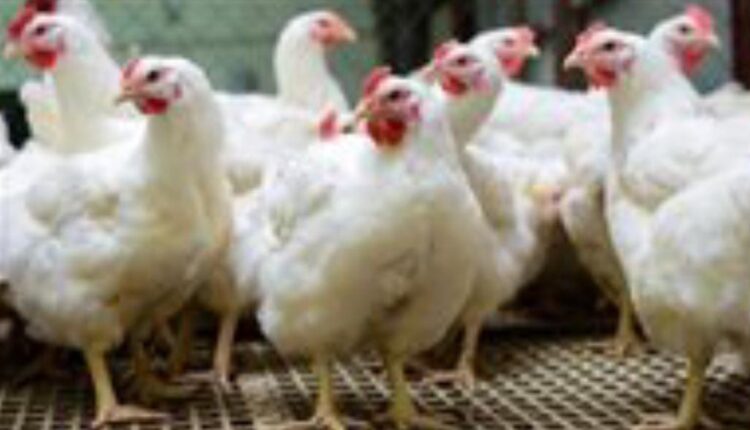 أسعار الدواجن